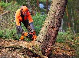  Lauderdale Lakes, FL Tree Services Pros