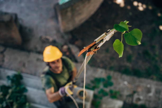 Best Commercial Tree Services  in Lauderdale Lakes, FL