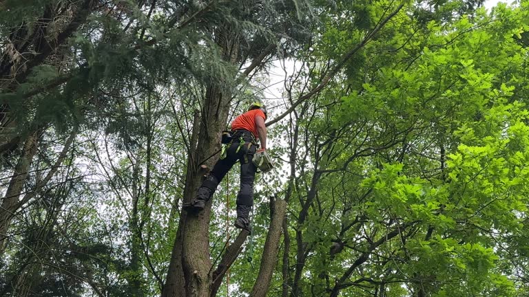 Best Tree and Shrub Care  in Lauderdale Lakes, FL