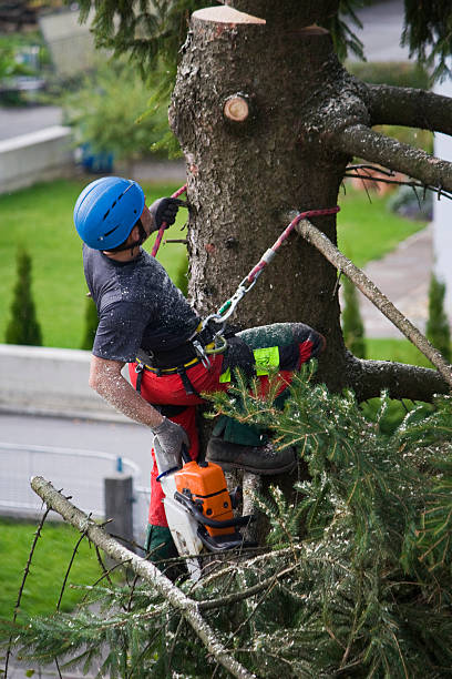 Best Tree Cabling and Bracing  in Lauderdale Lakes, FL