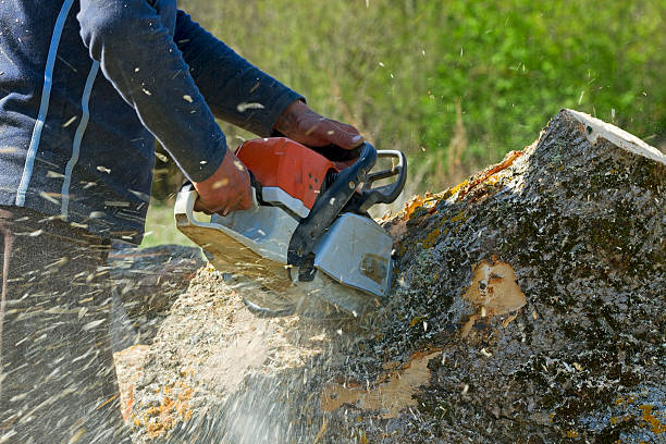 Best Tree Preservation Services  in Lauderdale Lakes, FL