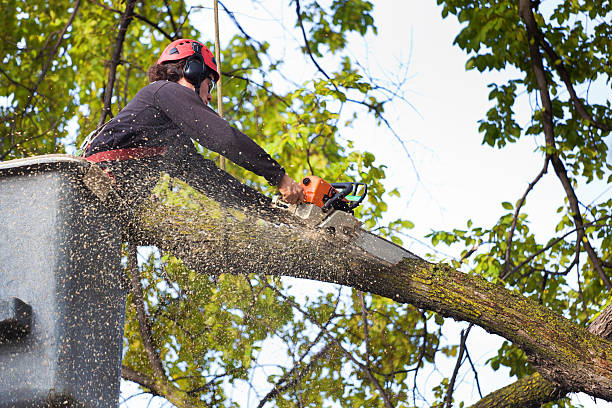 Best Root Management and Removal  in Lauderdale Lakes, FL